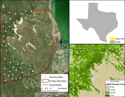 Spatial capture-recapture and LiDAR-derived vegetation metrics reveal high densities of ocelots on Texas ranchlands